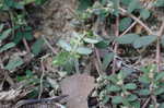 Spotted spurge